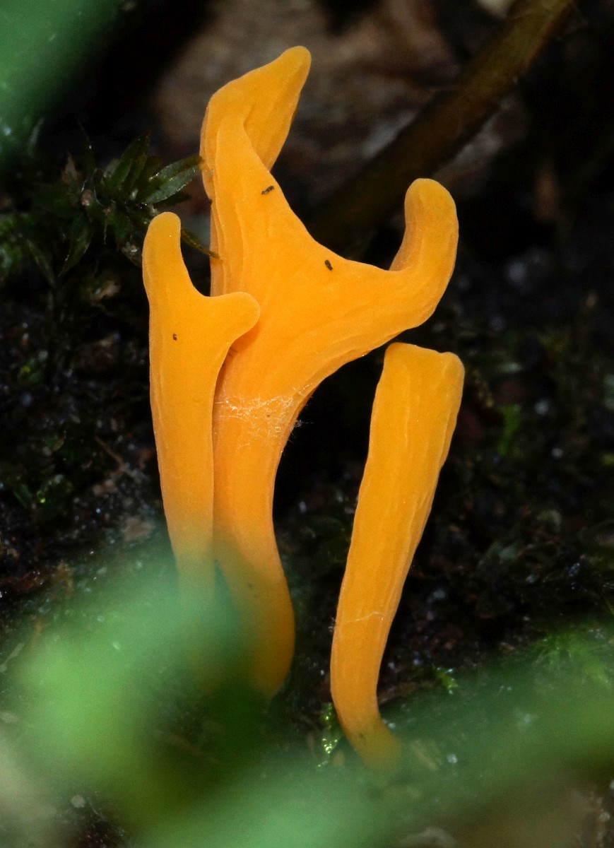 Clavulinopsis luteoalba